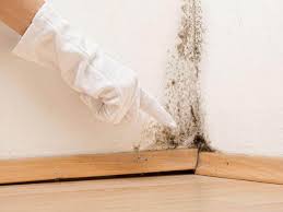 Best Environmental Consulting for Mold Prevention  in Edgemere, MD